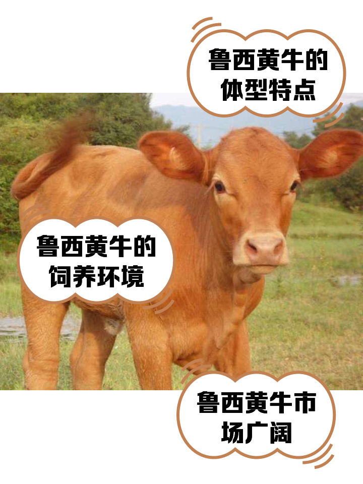 石狮最新医保取现黄牛方法分析(最方便真实的石狮医保取现黄牛怎么取方法)